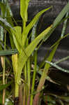 Waterspider bog orchid